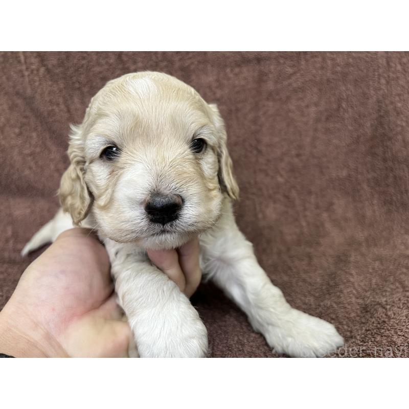 販売中の茨城県のコッカプー:アメリカンコッカースパニエル×トイプードル-434032の11枚目