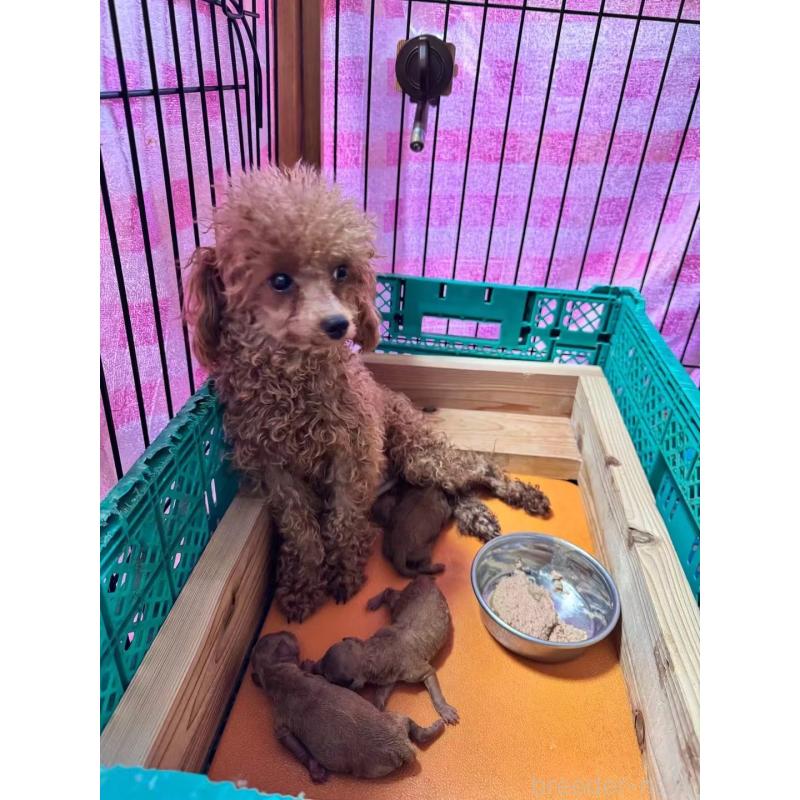 販売中の茨城県のトイプードル-434034の1枚目