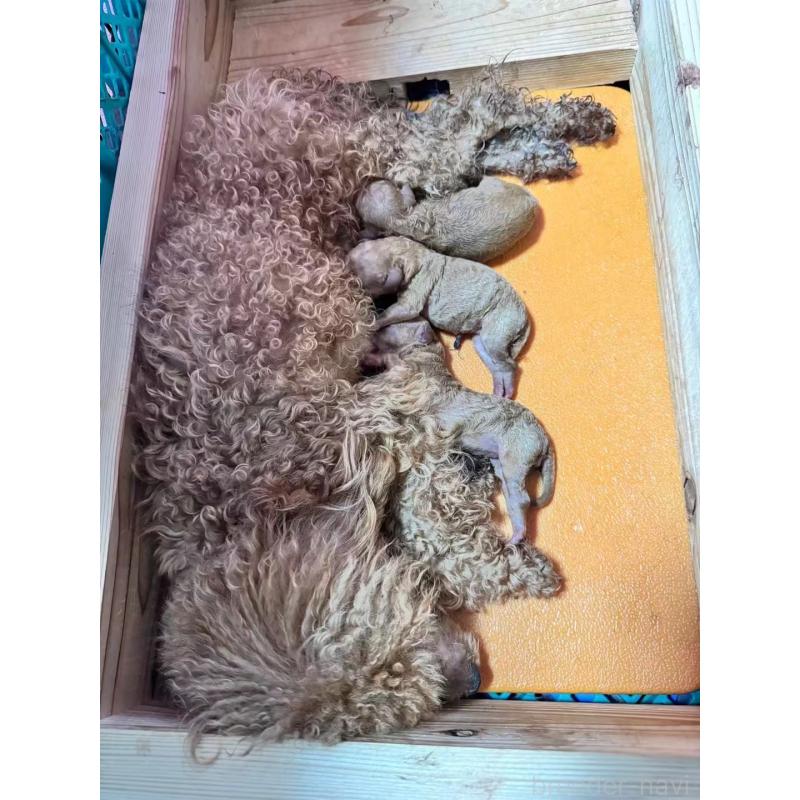 販売中の茨城県のトイプードル-434034の2枚目