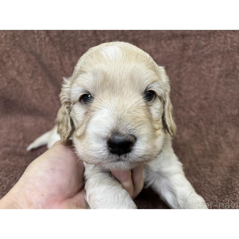 販売中の茨城県のコッカプー:アメリカンコッカースパニエル×トイプードル-434032の10枚目