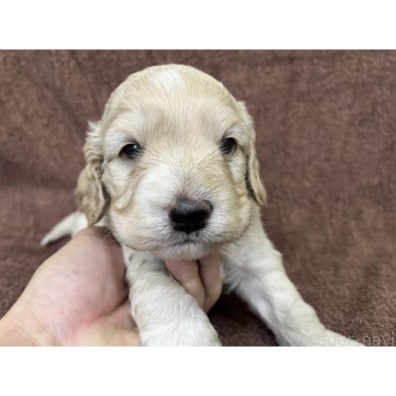 販売中の茨城県のコッカプー:アメリカンコッカースパニエル×トイプードル-434032の9枚目