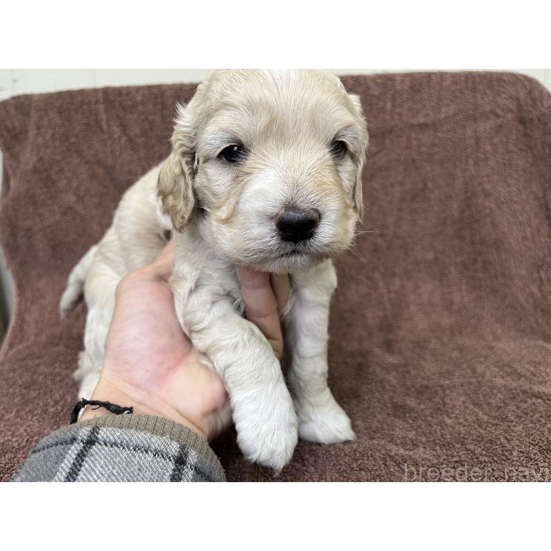 販売中の茨城県のコッカプー:アメリカンコッカースパニエル×トイプードル-434032の8枚目