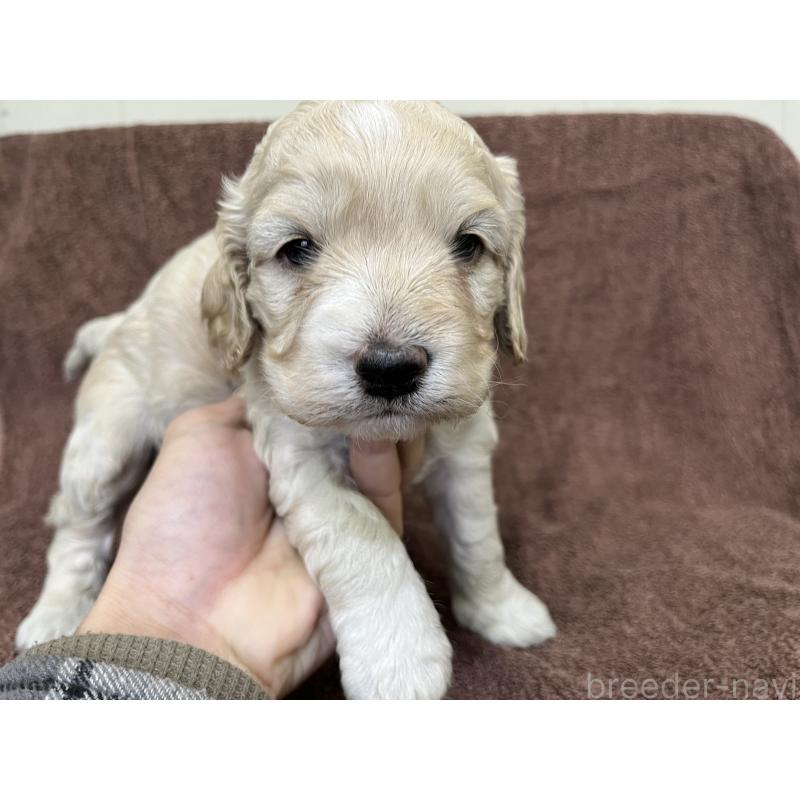 販売中の茨城県のコッカプー:アメリカンコッカースパニエル×トイプードル-434032の7枚目