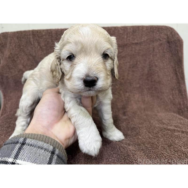 販売中の茨城県のコッカプー:アメリカンコッカースパニエル×トイプードル-434032の6枚目