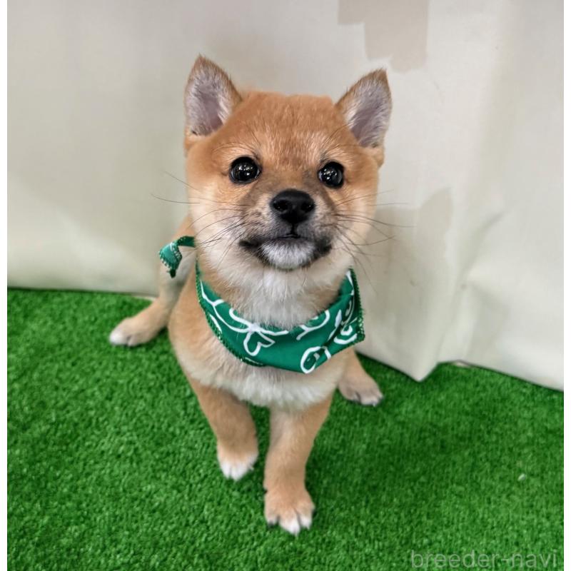 販売中の神奈川県の豆柴-433307