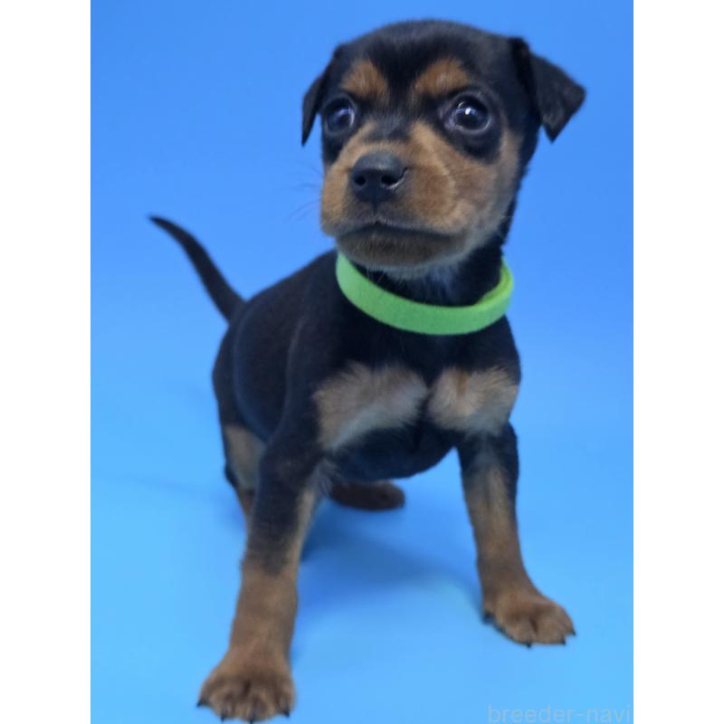 販売中の静岡県のミニチュアピンシャー(ミニピン)-434033の2枚目