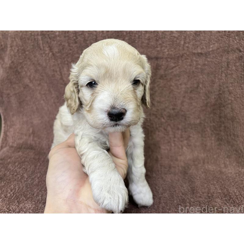 販売中の茨城県のコッカプー:アメリカンコッカースパニエル×トイプードル-434032の5枚目