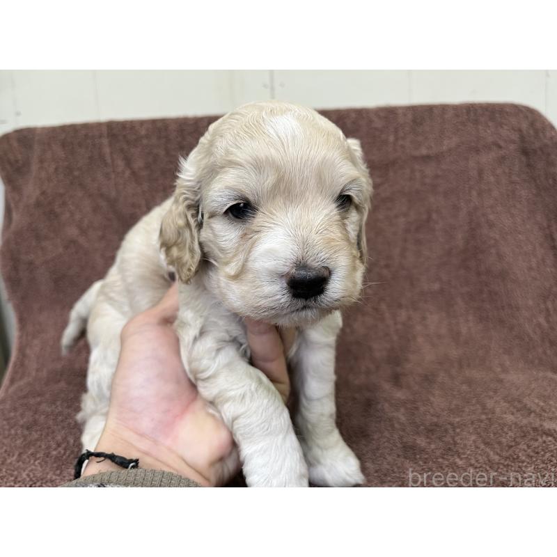 販売中の茨城県のコッカプー:アメリカンコッカースパニエル×トイプードル-434032の4枚目