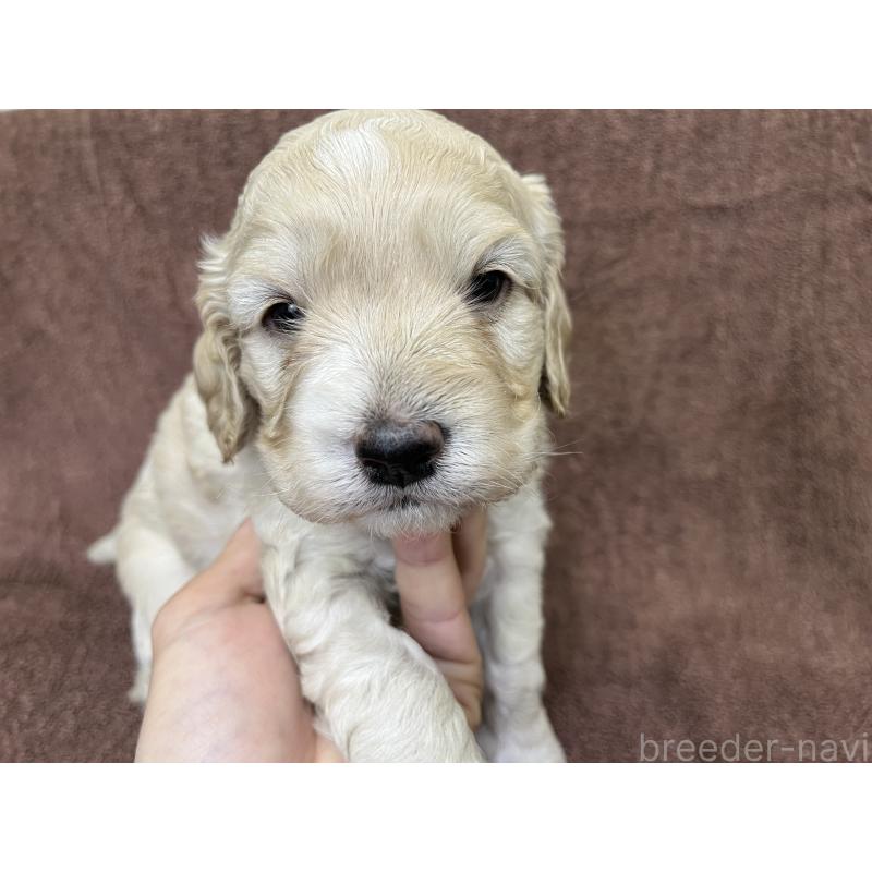 販売中の茨城県のコッカプー:アメリカンコッカースパニエル×トイプードル-434032の3枚目