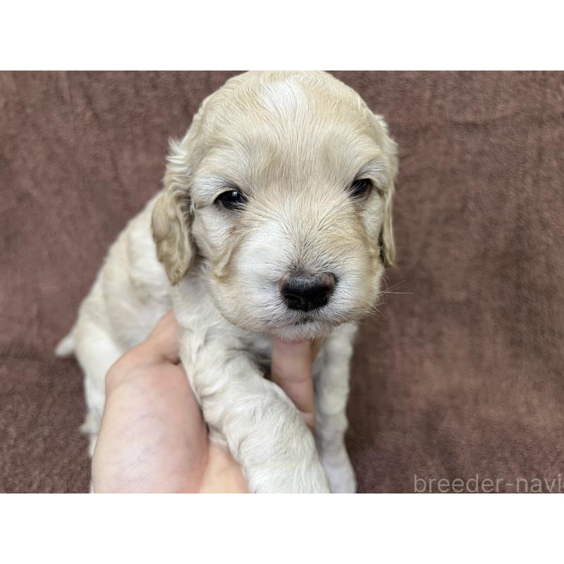 販売中の茨城県のコッカプー:アメリカンコッカースパニエル×トイプードル-434032の2枚目