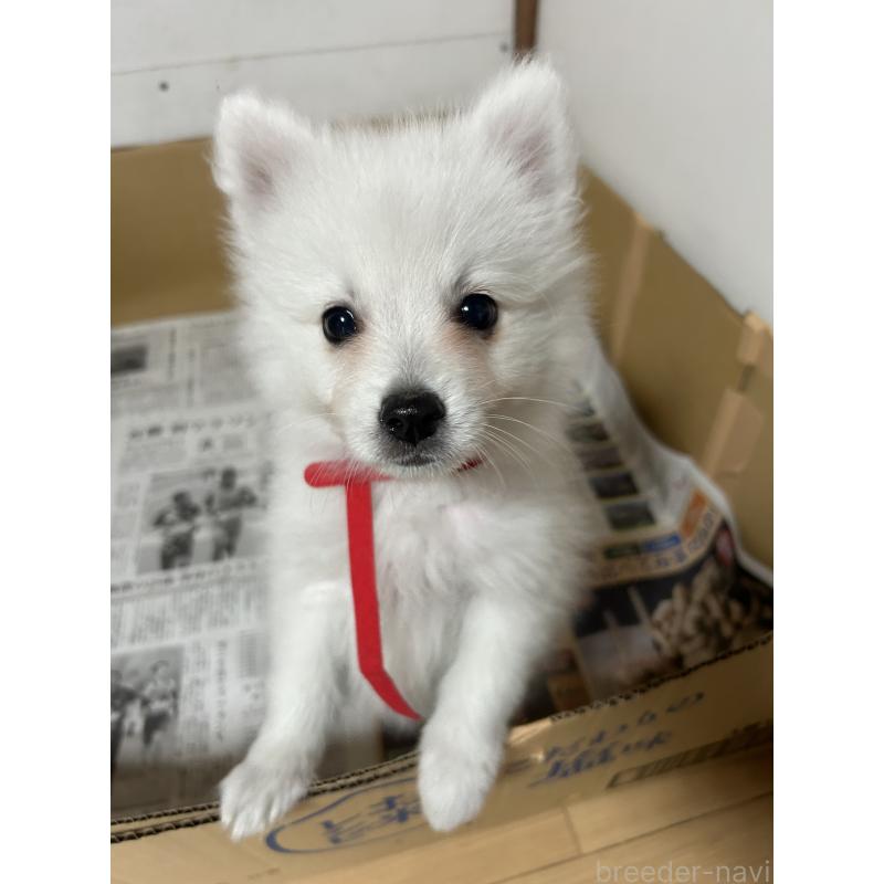 販売中の愛知県の日本スピッツ-427263の9枚目