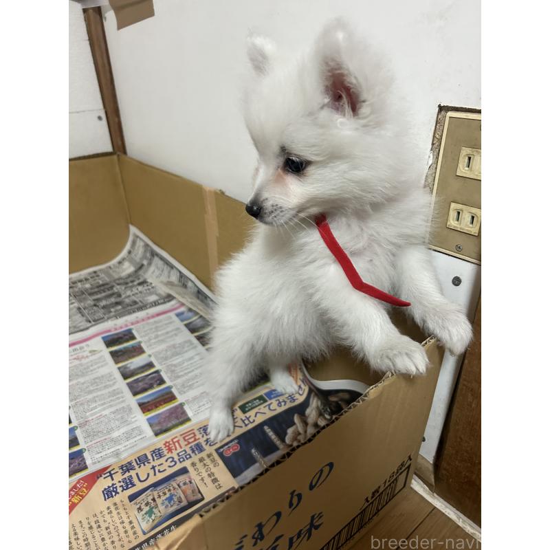 販売中の愛知県の日本スピッツ-427263の8枚目