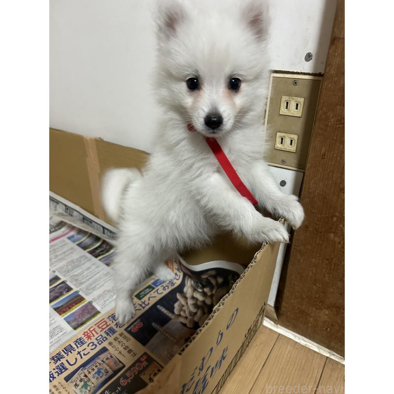 販売中の愛知県の日本スピッツ-427263