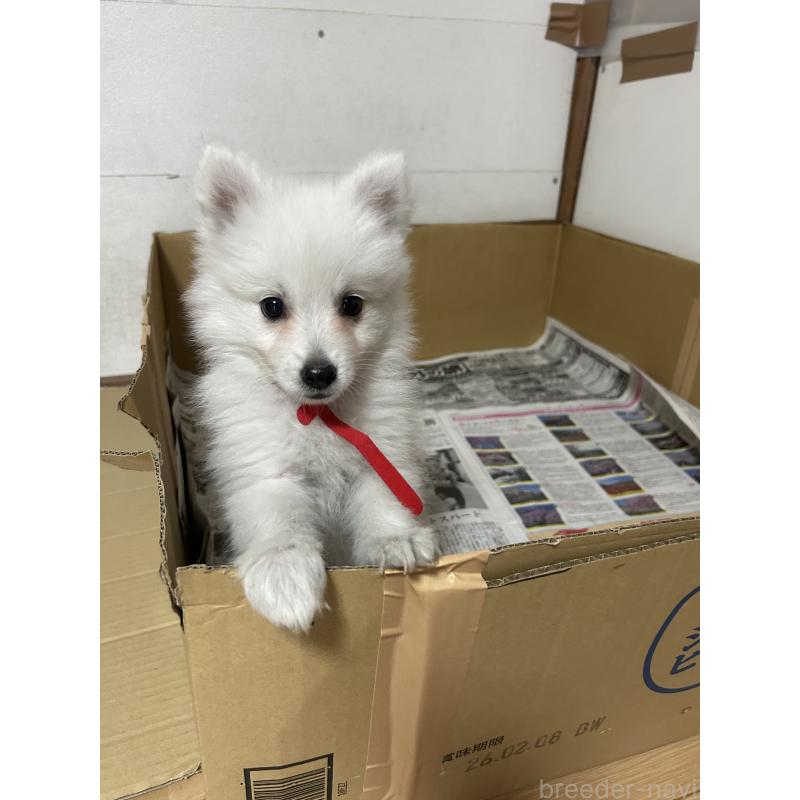 販売中の愛知県の日本スピッツ-427263の5枚目