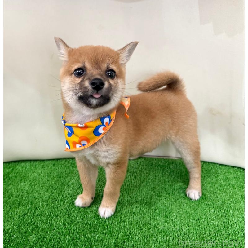 販売中の神奈川県の豆柴-434035の4枚目