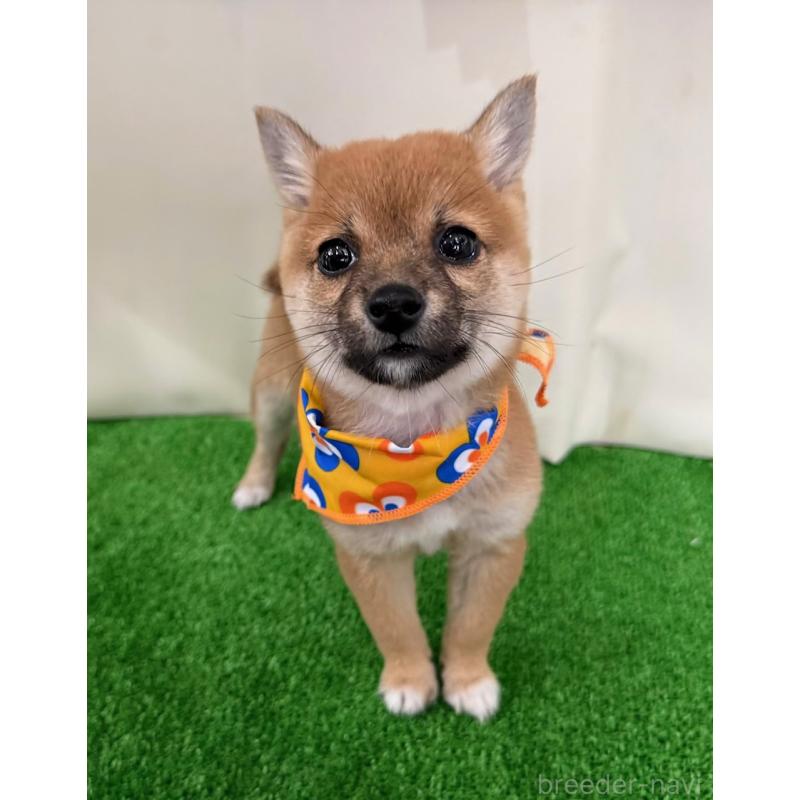 販売中の神奈川県の豆柴-434035の1枚目