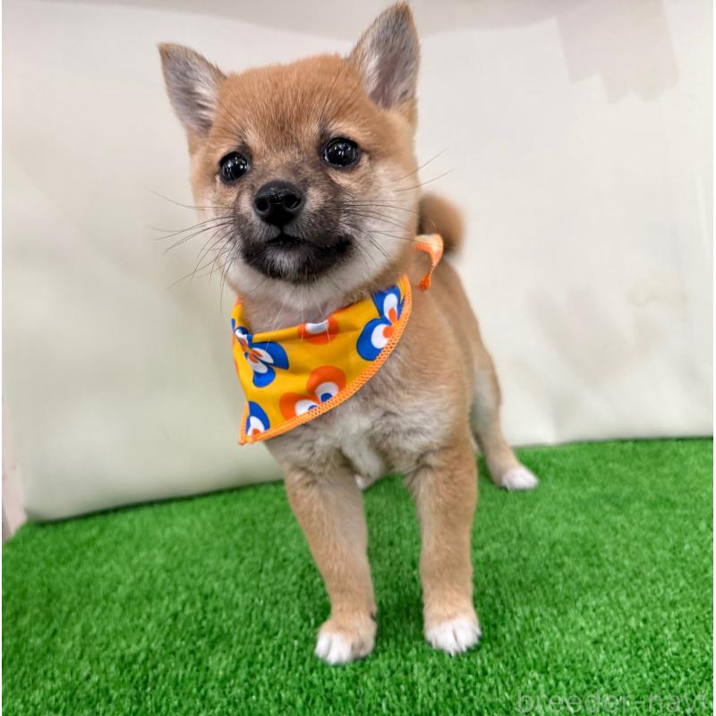 販売中の神奈川県の豆柴-434035の3枚目