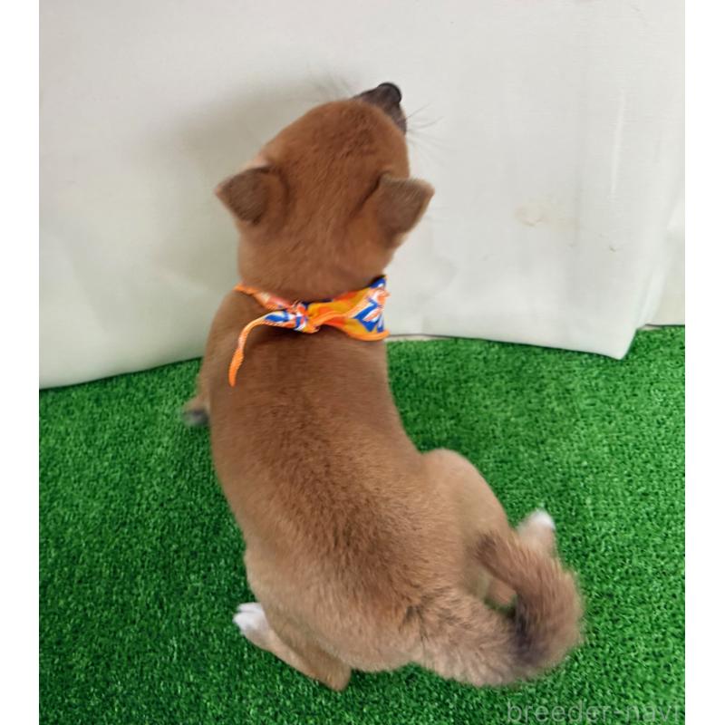 販売中の神奈川県の豆柴-434035の2枚目