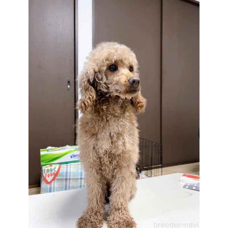 大トイプードルくん1枚目