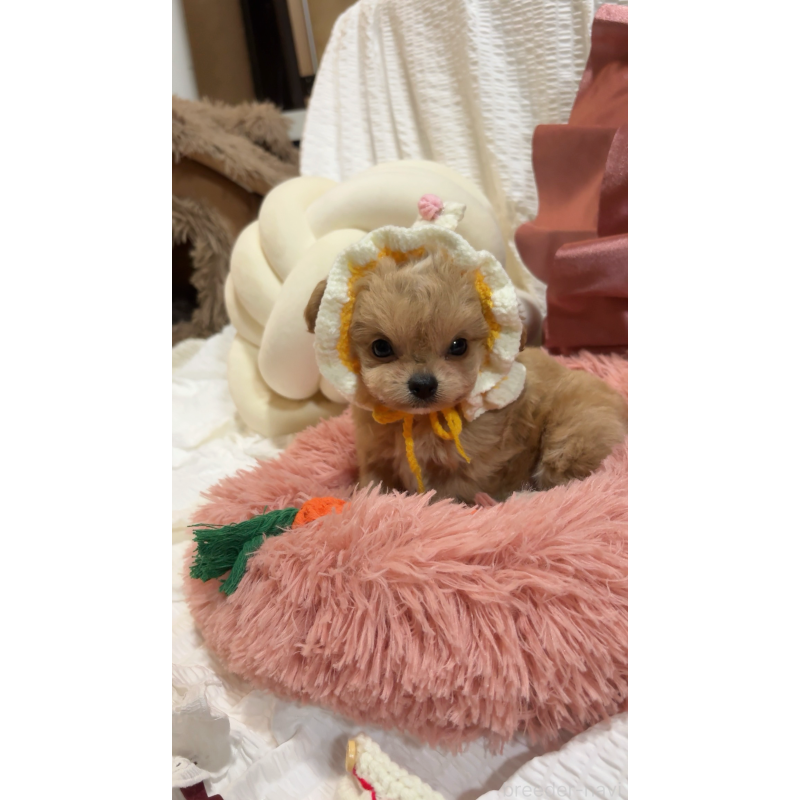 商談中の大阪府のチワプー:チワワ×トイプードル-431429の13枚目