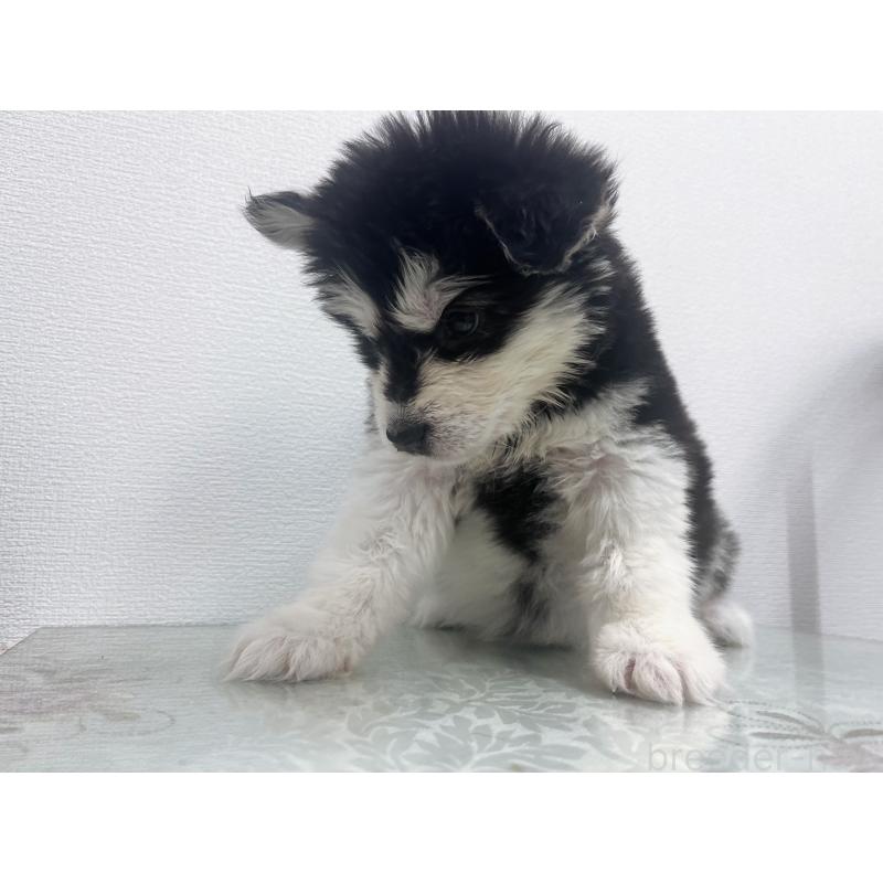 販売中の東京都のアラスカンマラミュート-434036の7枚目