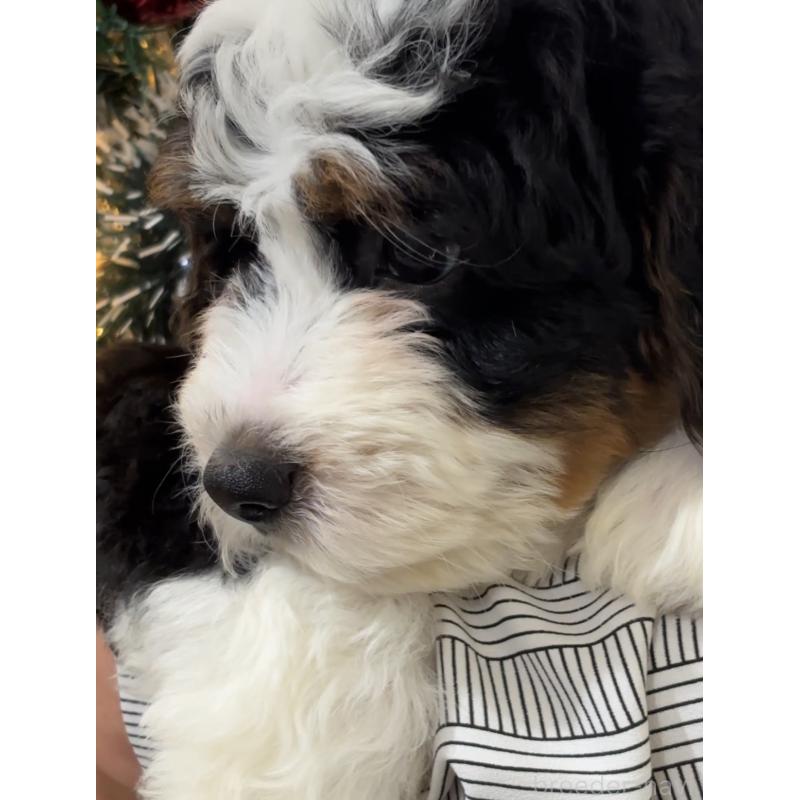 販売中の熊本県のバーニードゥードル:バーニーズ×スタンダードプードル-429406の4枚目
