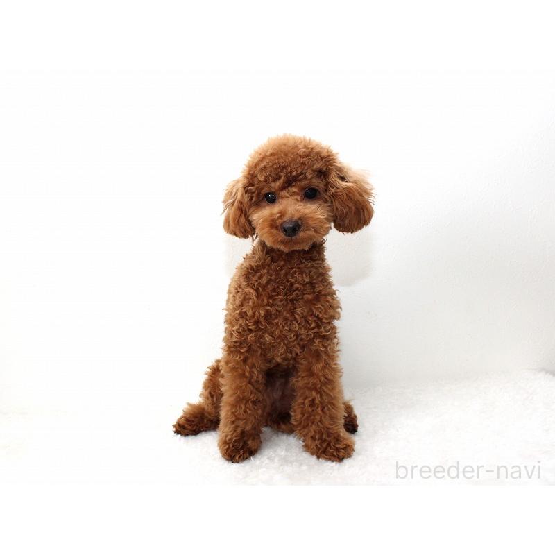 成約済の千葉県のタイニープードル-416492の3枚目