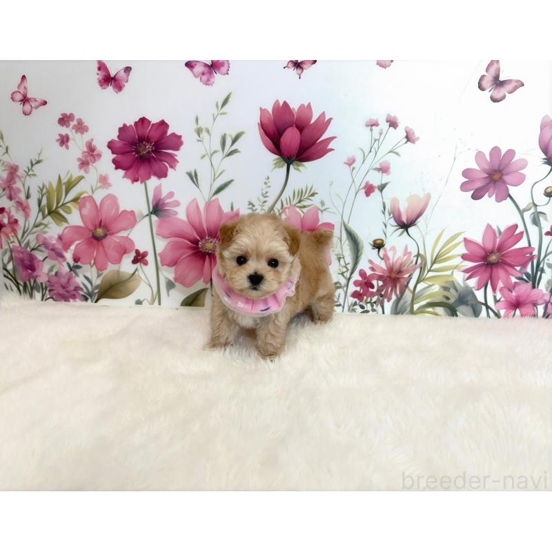 販売中の福岡県のマルプー:マルチーズ×トイプードル-434038の4枚目