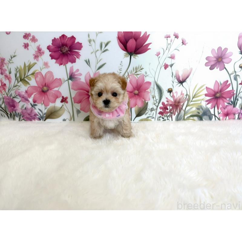 販売中の福岡県のマルプー:マルチーズ×トイプードル-434038の3枚目