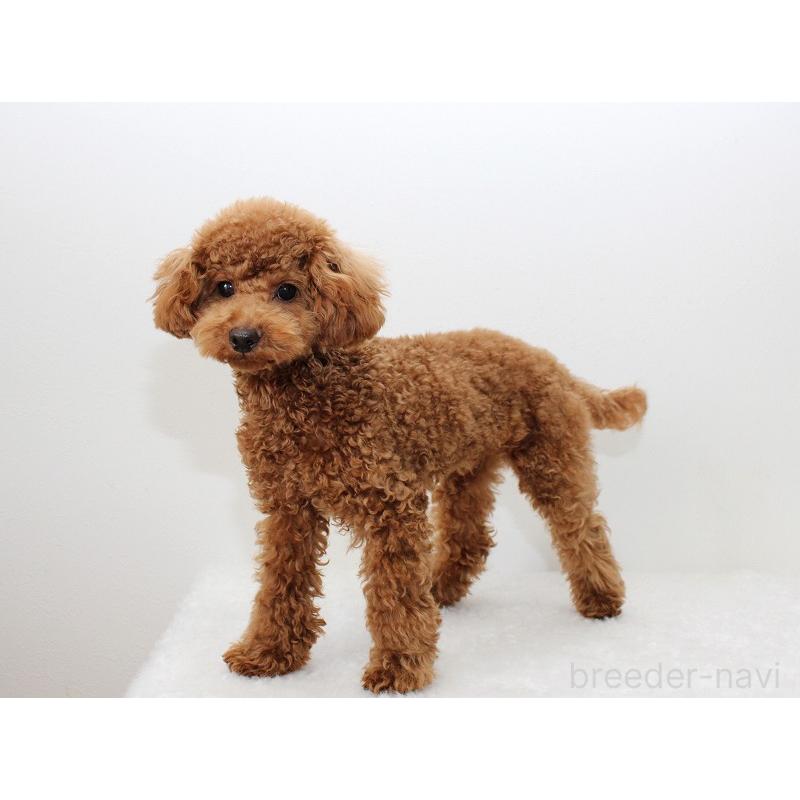 成約済の千葉県のタイニープードル-416492の2枚目