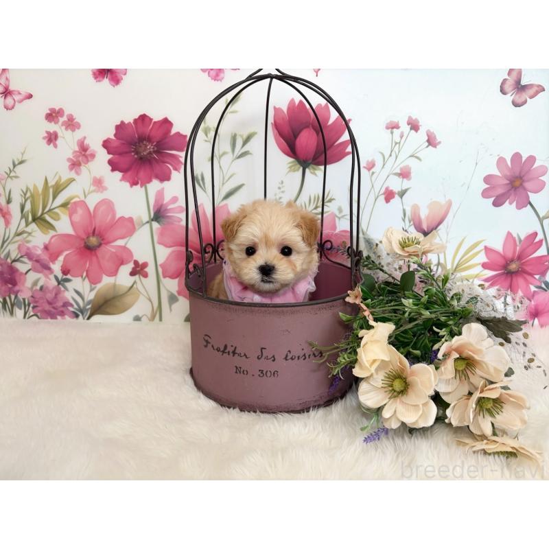 販売中の福岡県のマルプー:マルチーズ×トイプードル-434038の2枚目