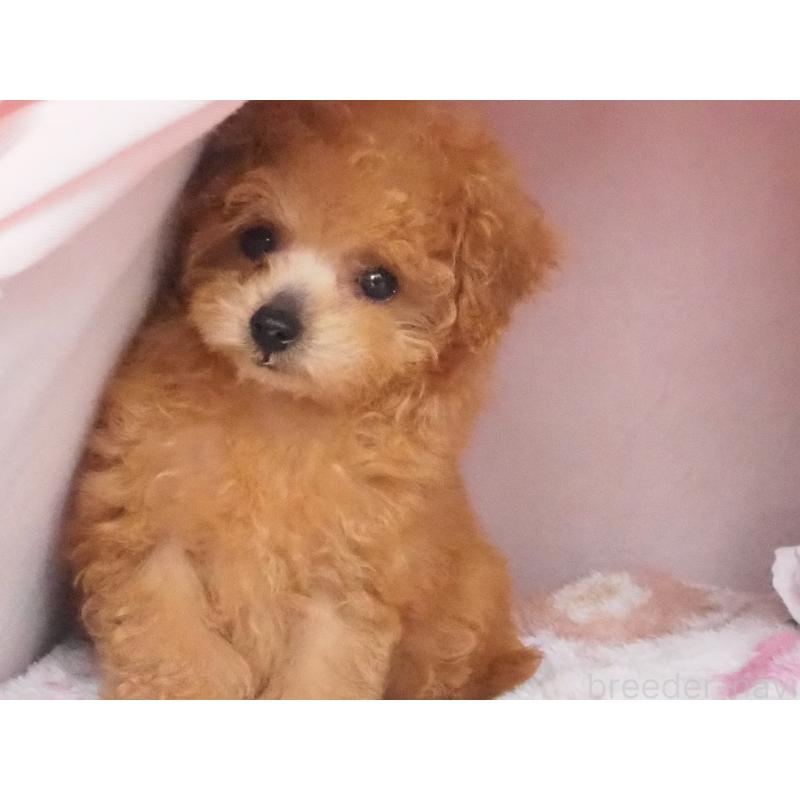 販売中の岡山県のタイニープードル-434039の3枚目