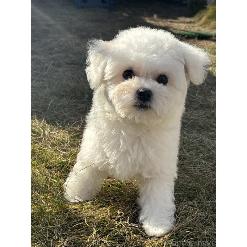 販売中の香川県のビションフリーゼ-422397の7枚目