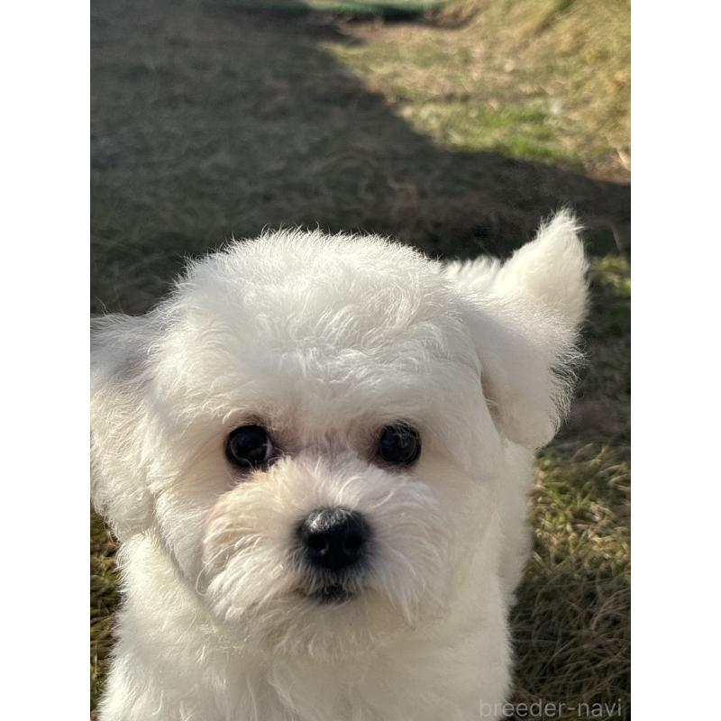 販売中の香川県のビションフリーゼ-422397の6枚目