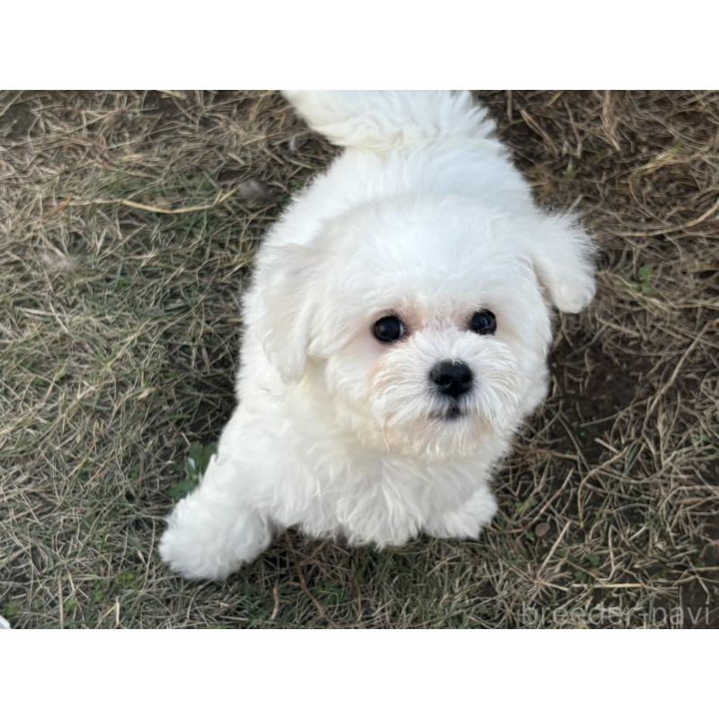 販売中の香川県のビションフリーゼ-422397の5枚目