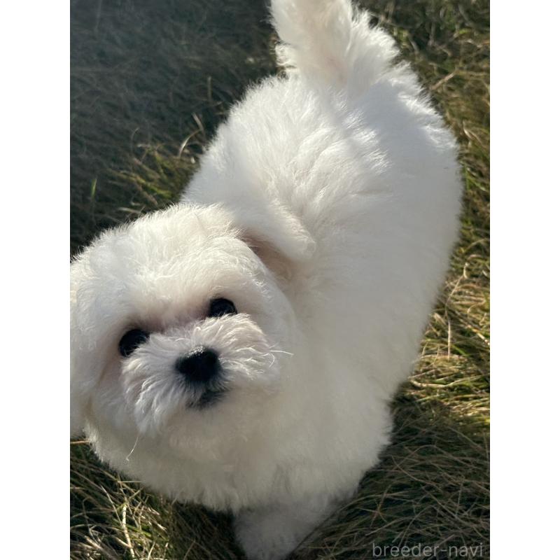 販売中の香川県のビションフリーゼ-422397の4枚目