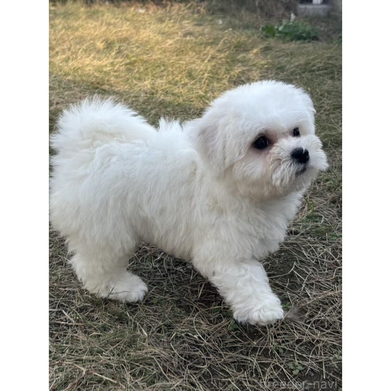 販売中の香川県のビションフリーゼ-422397の3枚目