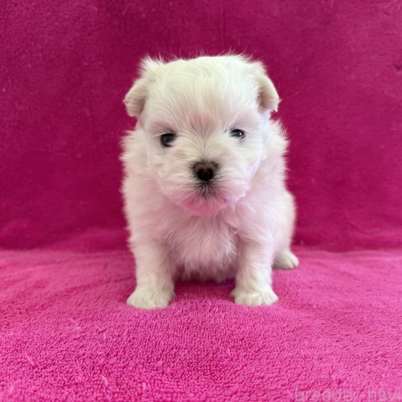 販売中の愛知県のマルチーズ-434040の1枚目