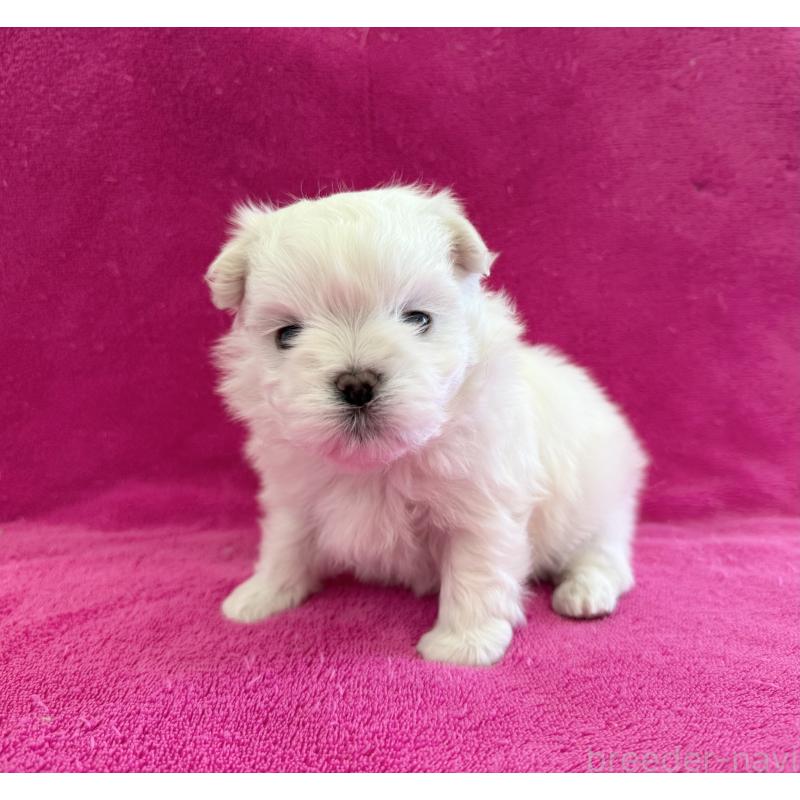 販売中の愛知県のマルチーズ-434040の3枚目