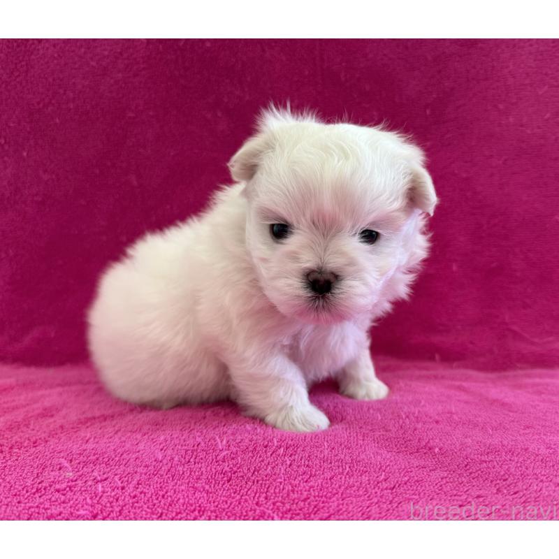 販売中の愛知県のマルチーズ-434040の2枚目