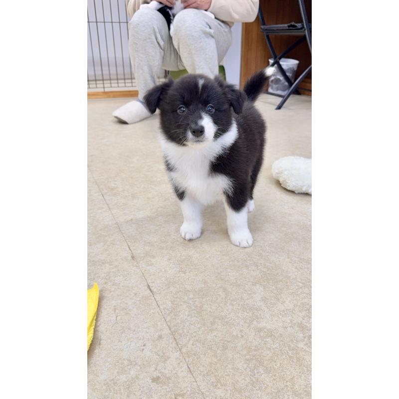 販売中の岐阜県のボーダーコリー-429852