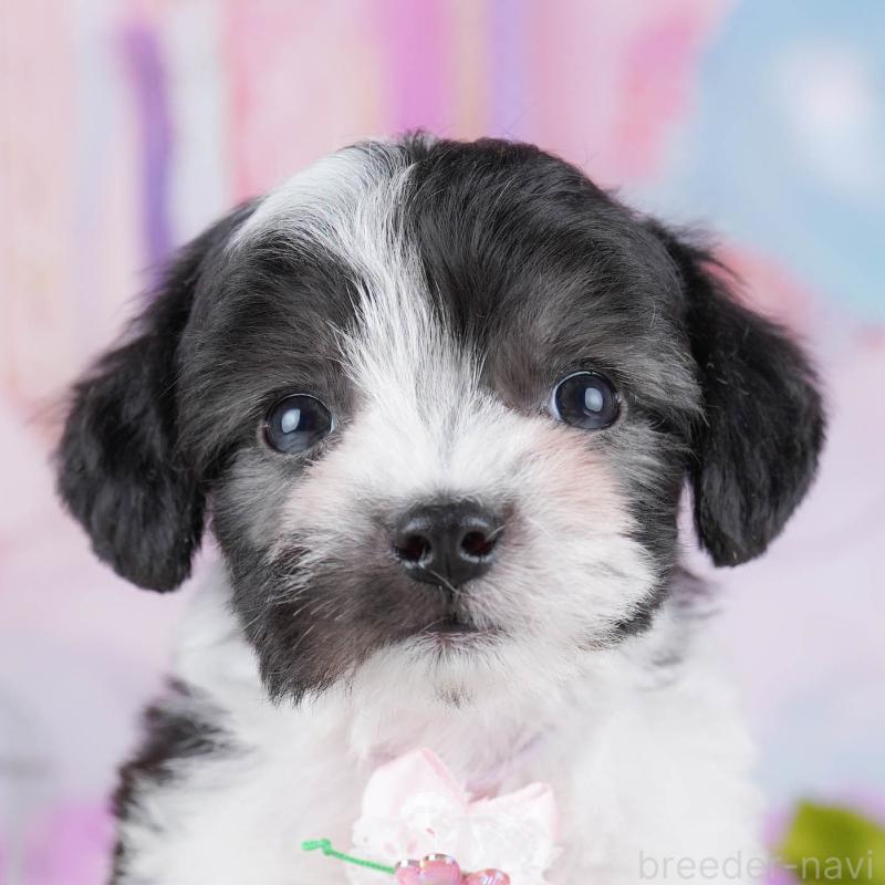 販売中の神奈川県のミックス犬-434041の1枚目