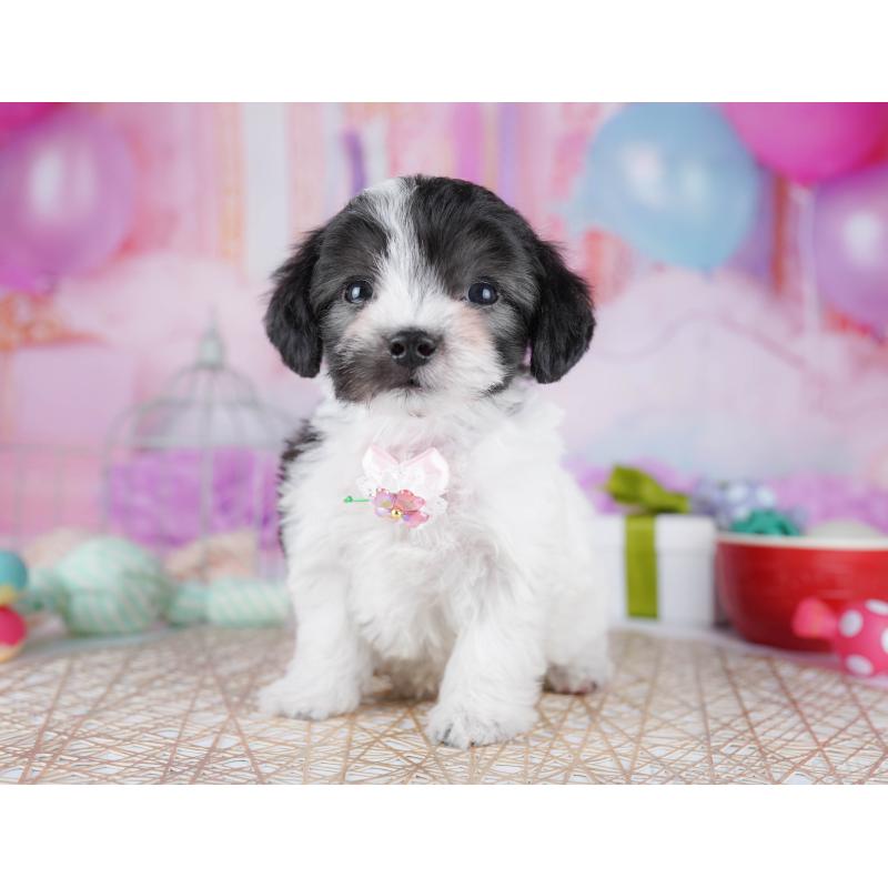 販売中の神奈川県のミックス犬-434041の15枚目