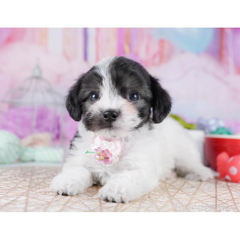 販売中の神奈川県のミックス犬-434041の14枚目