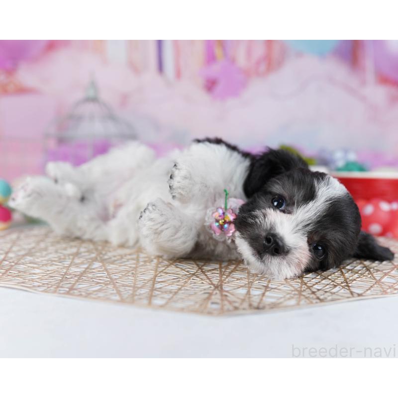 販売中の神奈川県のミックス犬-434041の13枚目