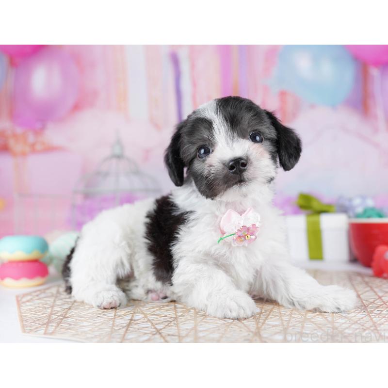 販売中の神奈川県のミックス犬-434041の12枚目