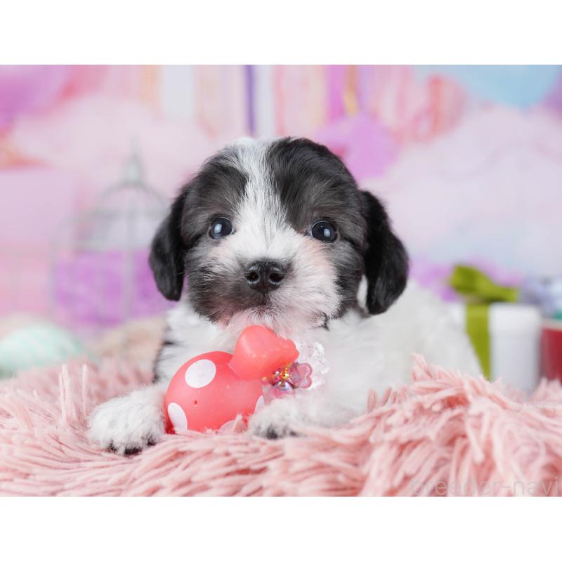 販売中の神奈川県のミックス犬-434041の11枚目