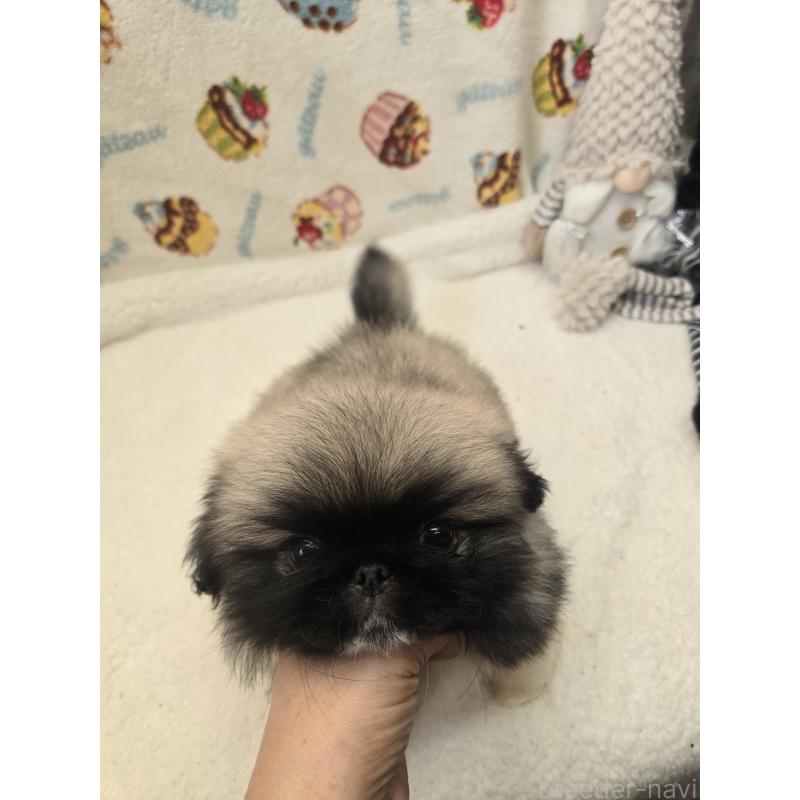 販売中の香川県のペキニーズ-429569の3枚目