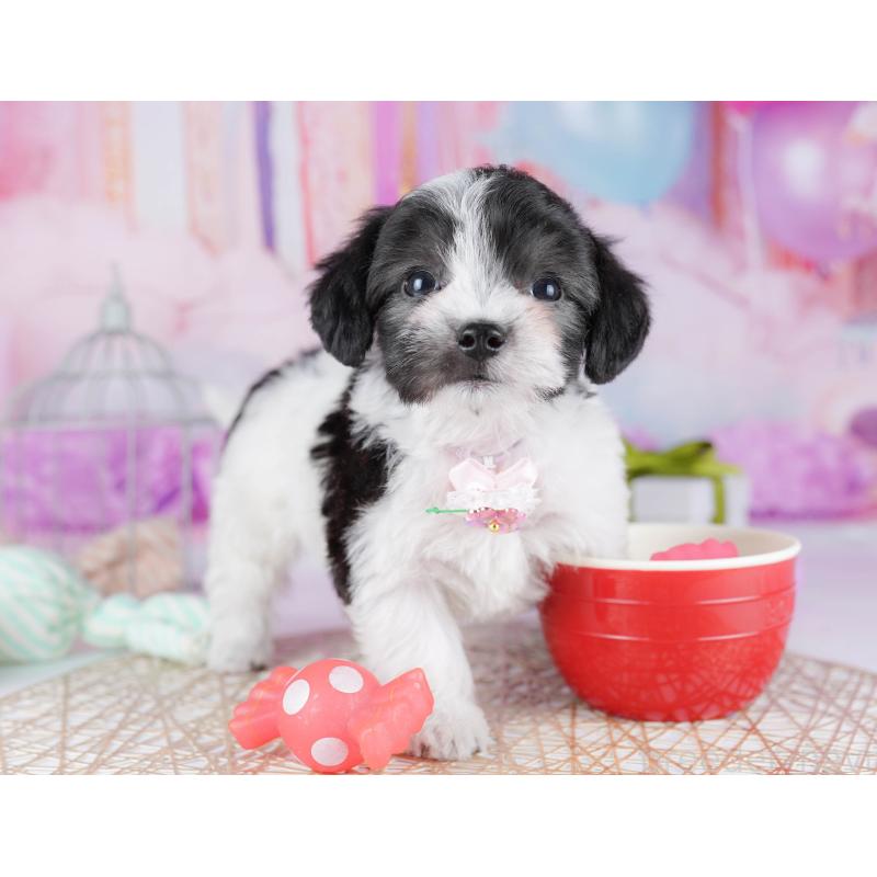 販売中の神奈川県のミックス犬-434041の10枚目