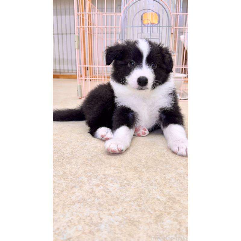 販売中の岐阜県のボーダーコリー-429851